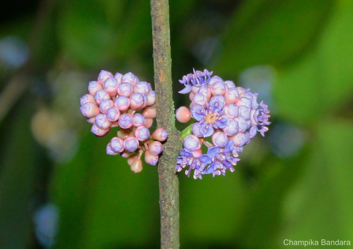 Memecylon macrocarpum Thwaites